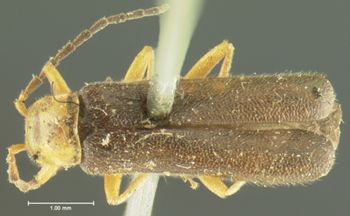 Media type: image;   Entomology 3396 Aspect: habitus dorsal view